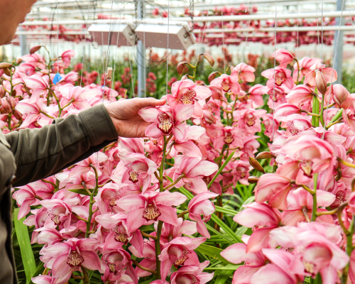 Prins Orchidee